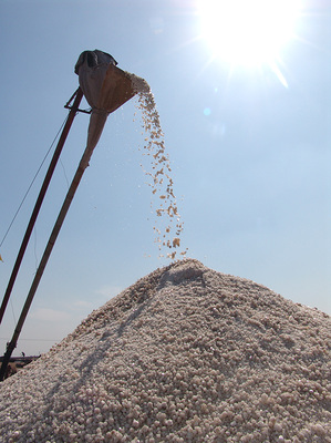 沧州盐业集团 工业盐领域的领军者